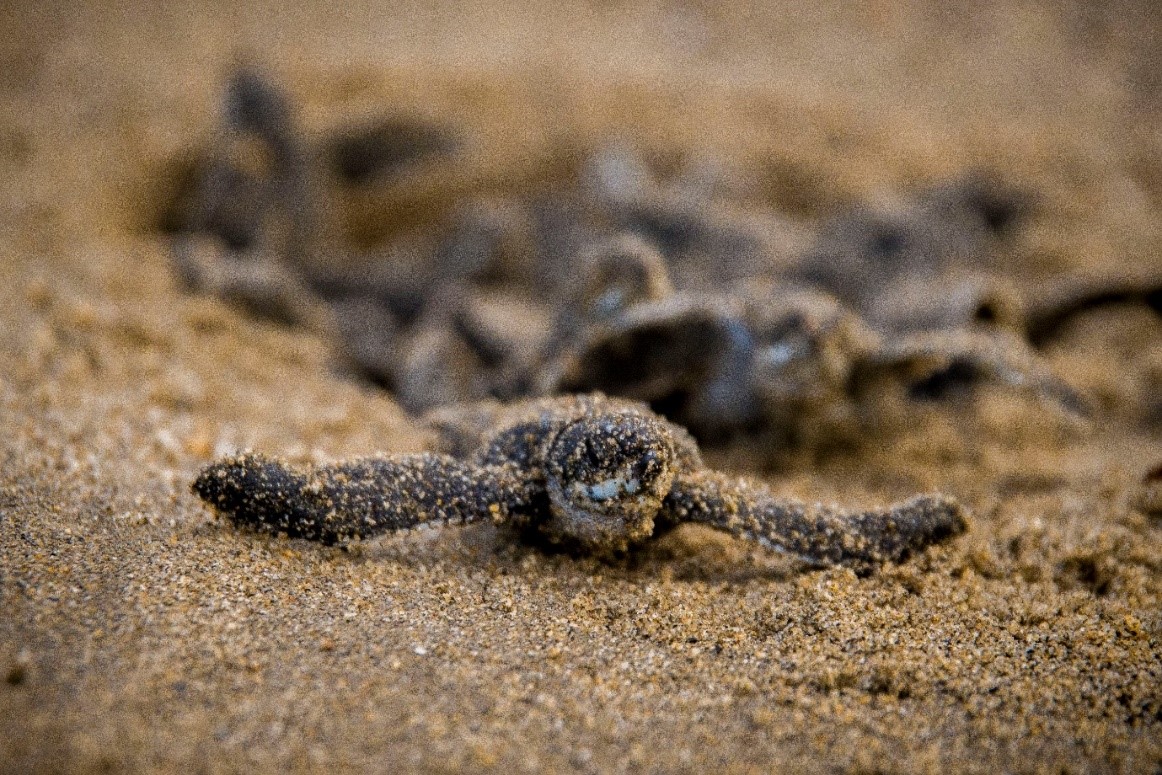 froglifers's tweet photo. Have your read our latest #CroakingScience article yet? 'Should we count marine turtles as members of the British fauna?' Read it here: https://t.co/7pZeQgPe4Q https://t.co/BXBLAmOeEp