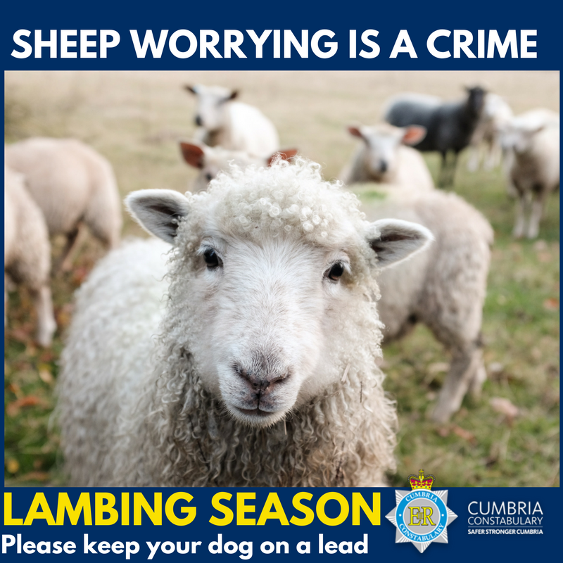 Cumbriapolice's tweet photo. Taking your new dog out to enjoy the Cumbrian countryside following the lifting of restrictions make sure you are aware of the Countryside Code (https://t.co/GbKQVxCcWB)

The guide gives advice on walking dogs responsibly near livestock and wildlife.

#LambingSeason https://t.co/miRSI1mQHs