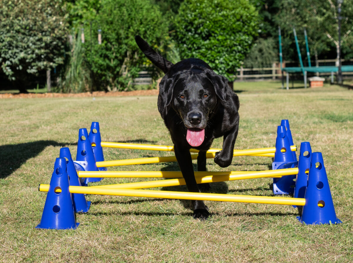 Do you want to know more about physiotherapy for your dog??
What can this treatment offer? How do I know I'm getting a therapist with the right training? 

Well find out this and more in our #blog written by CAM volunteers- bit.ly/3aNMrzc

#yourdogmoreyears #caninerehab