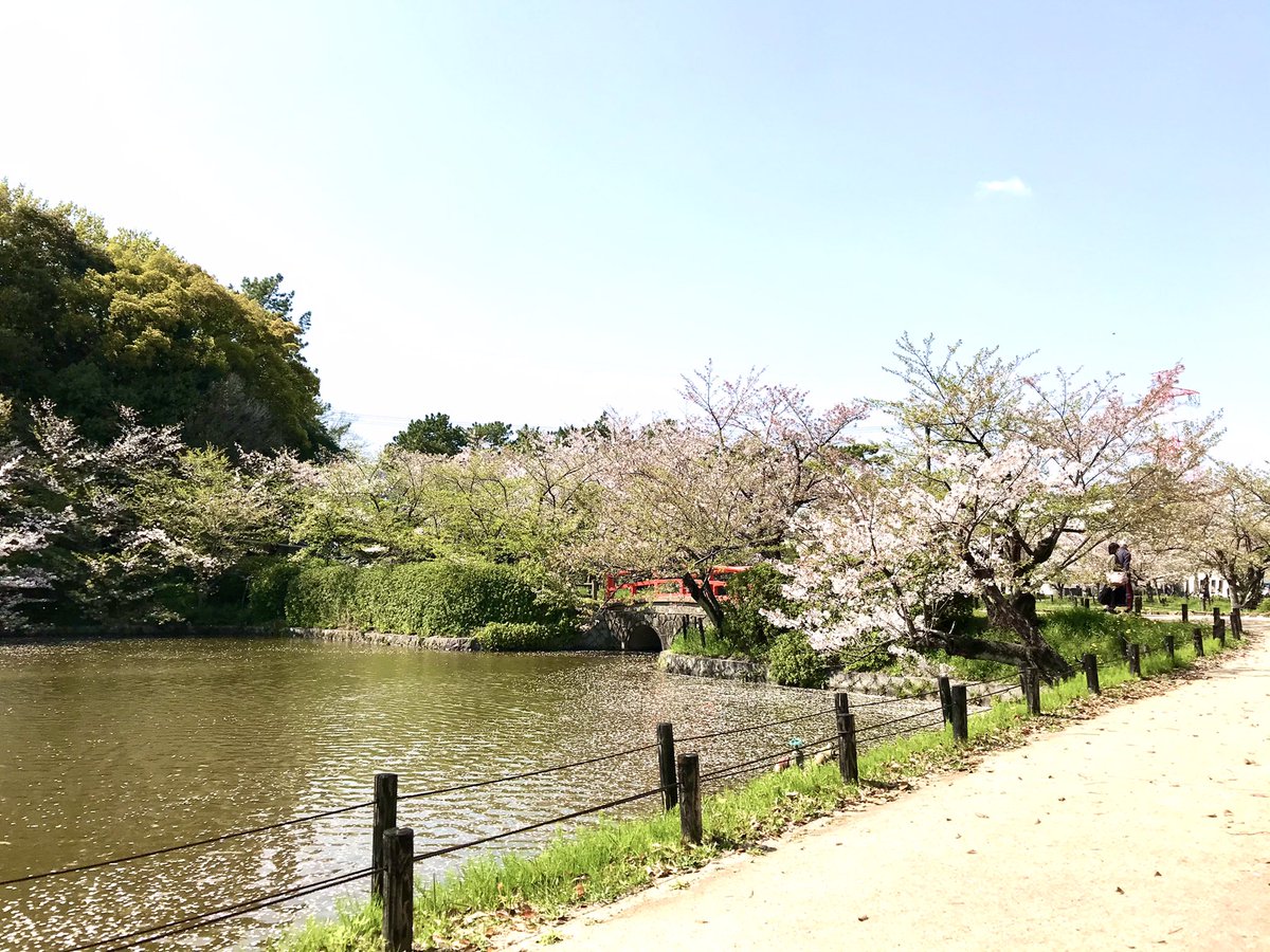0karemonn's tweet photo. 桜散る前に見にいけて良かった🌸 https://t.co/xqNlOoR1Vl