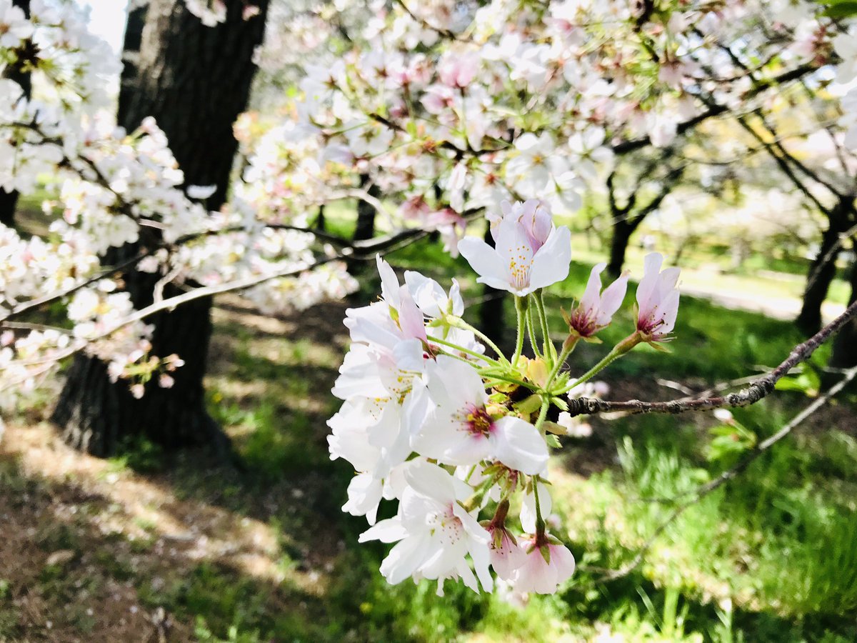 0karemonn's tweet photo. 桜散る前に見にいけて良かった🌸 https://t.co/xqNlOoR1Vl