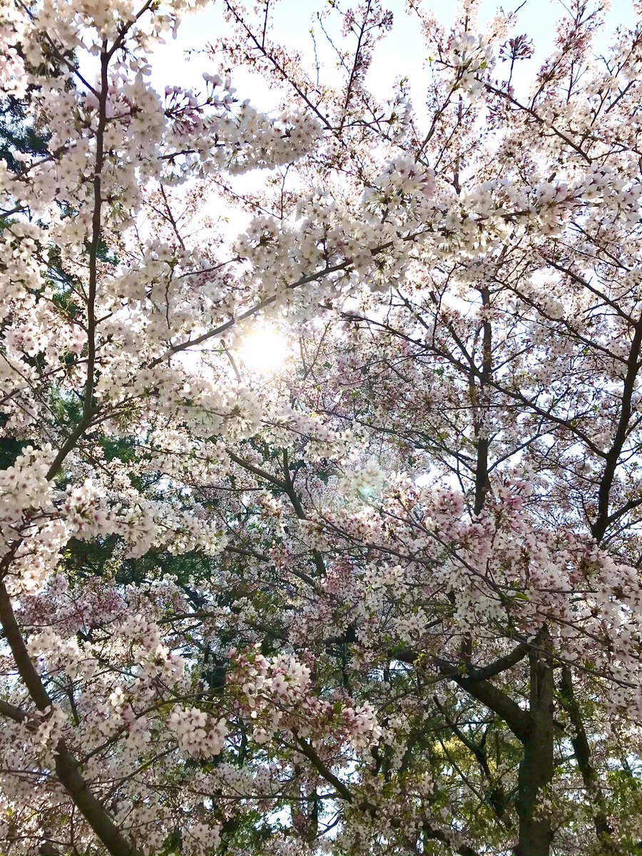 0karemonn's tweet photo. 桜散る前に見にいけて良かった🌸 https://t.co/xqNlOoR1Vl