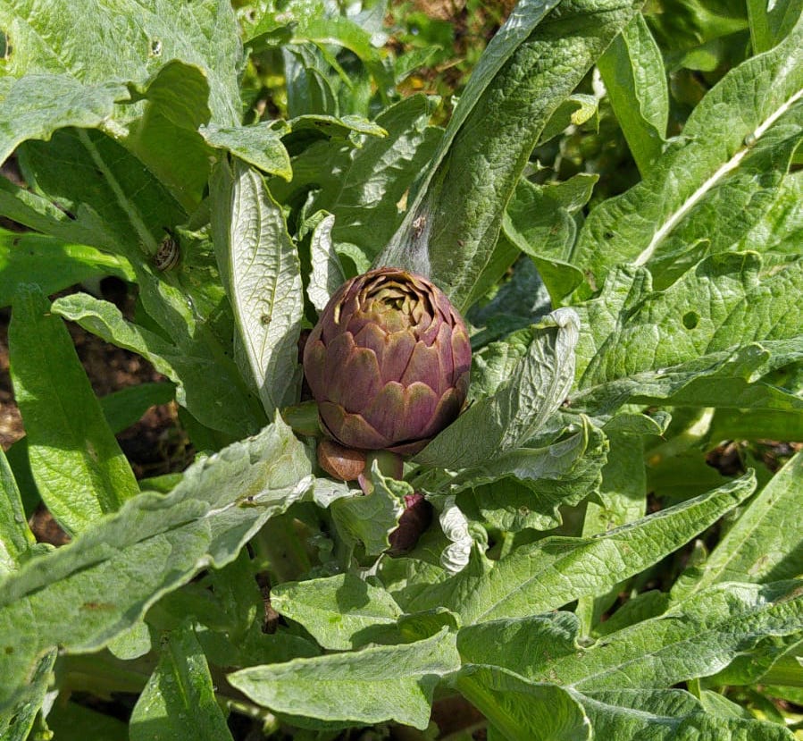 L'Espigall tweet media