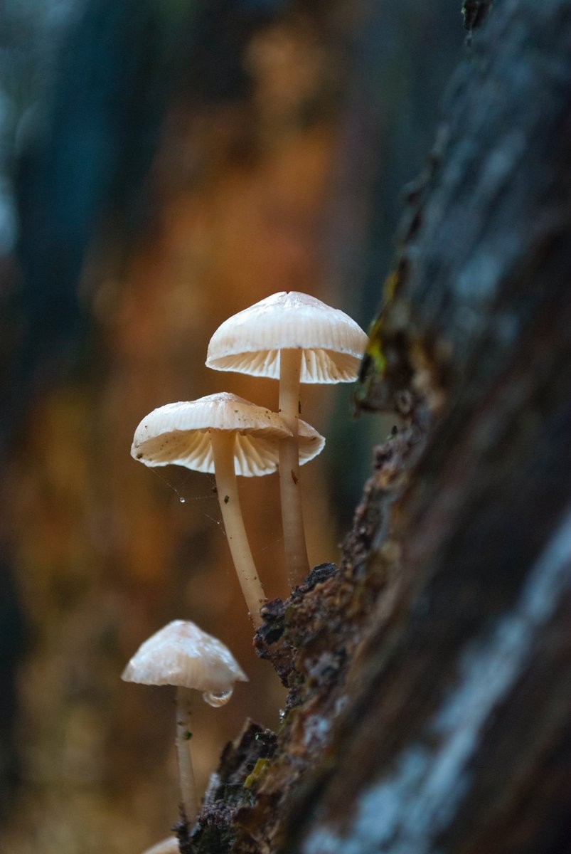 Feel the magic of mushrooms! ⁠ That Friday feeling!⁠ ⁠ Photo by Jaap Straydog on Unsplash #BareFashion #FungiFriday