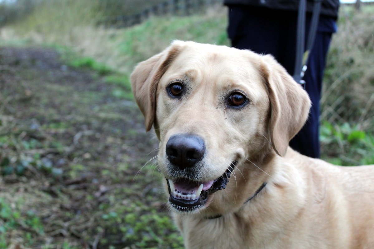 DT_Ballymena's tweet photo. Happy Friday! Murphy is about to go on his morning walkies, would you like to join him? ๐พ This lovable Lab is ready to find his furever home ๐ @DogsTrust
#adifl #adoptme #lovesdogs #dogstrustballymena https://t.co/xuPZjfpj1g