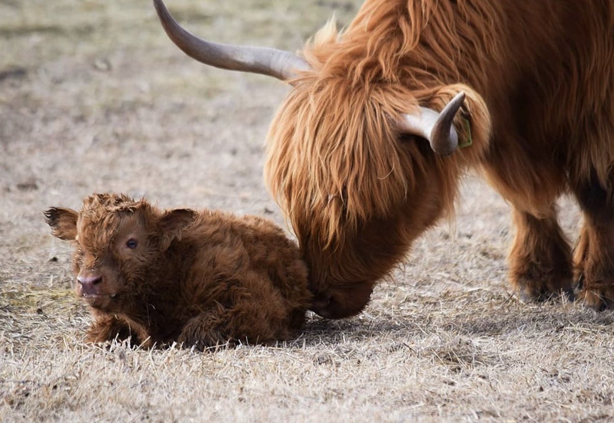 Cow tweet media