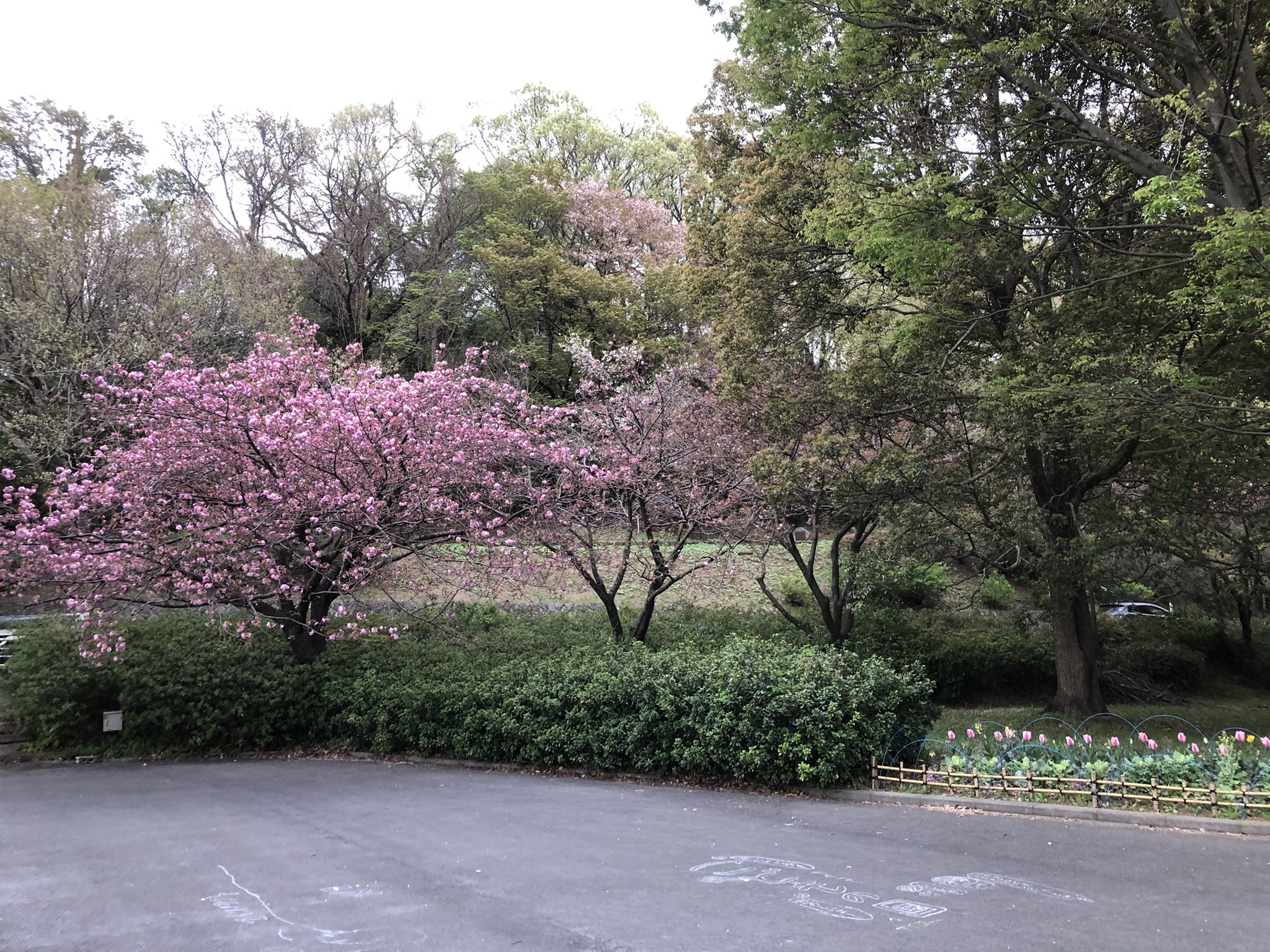 こどもの国 例年にない早さで八重桜が咲いています 黄緑色の桜 ギョイコウ も咲き始めてきました ソメイヨシノはほぼ終わりですね こどもの国 こどもの国桜情報21 八重桜 こどもの国ギョイコウ ギョイコウ