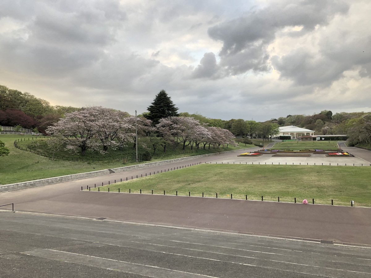 こどもの国 例年にない早さで八重桜が咲いています 黄緑色の桜 ギョイコウ も咲き始めてきました ソメイヨシノはほぼ終わりですね こどもの国 こどもの国桜情報21 八重桜 こどもの国ギョイコウ ギョイコウ