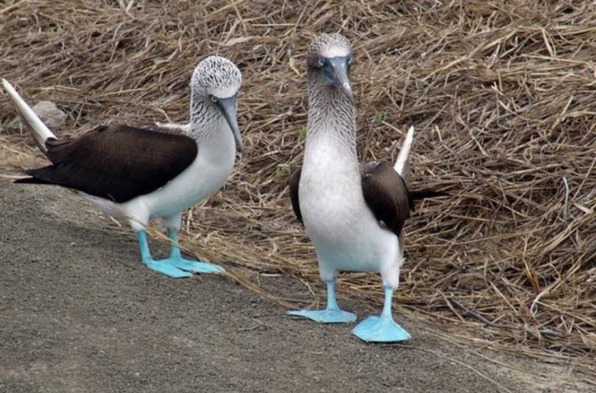 incompanyec's tweet photo. Seguro has oído hablar sobre #biodiversidad en el mundo y su importancia, pero ¿#sabíasque 
visitando solo 17 países podrías ver el 70% de ella, o que #Ecuador es el país más biodiverso por kilómetro cuadrado?

#MedioAmbiente https://t.co/ZzzdHh5nfL