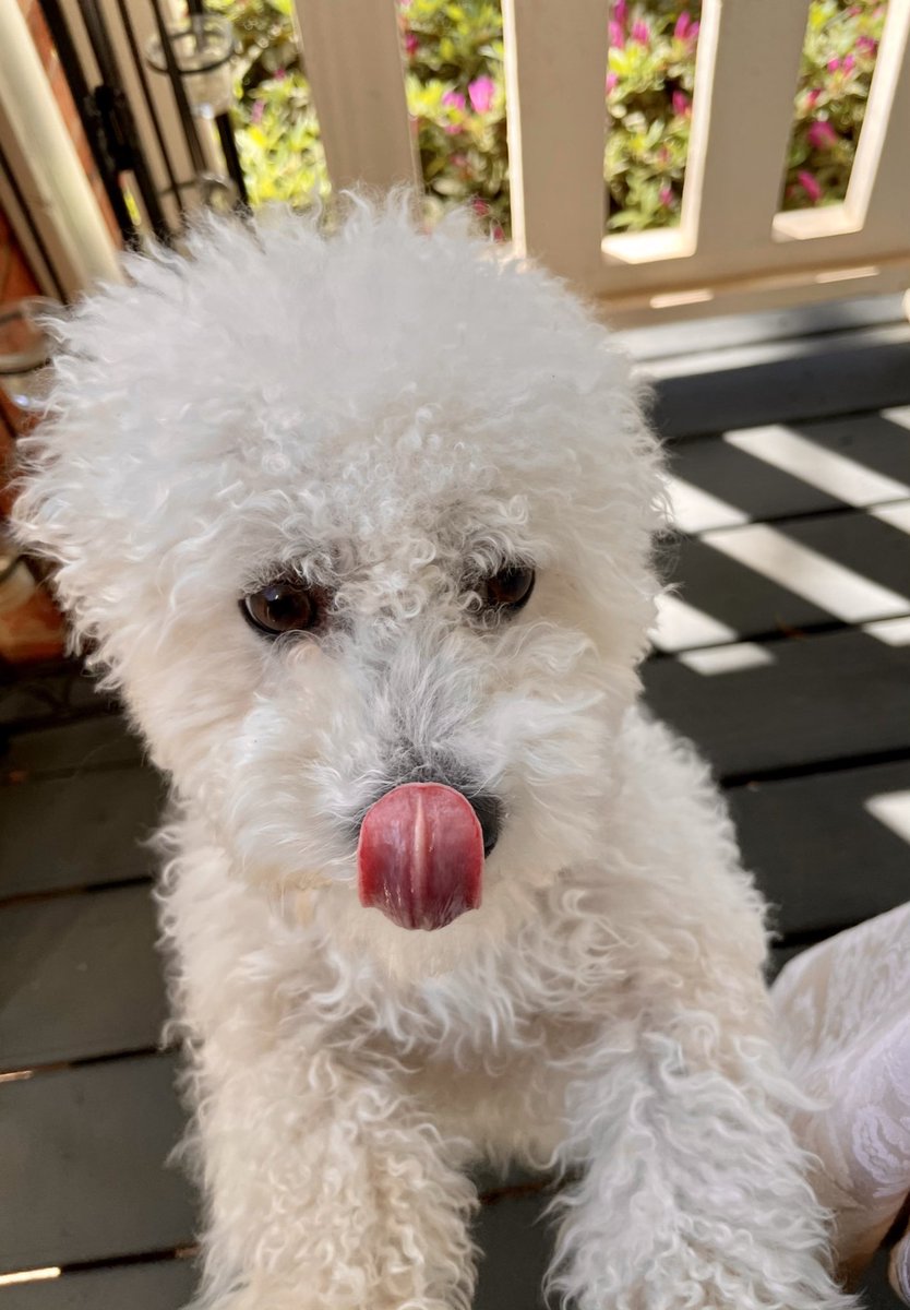 BichonPlace's tweet photo. Hudson - Tongue out Thursday https://t.co/12LesCWqxF