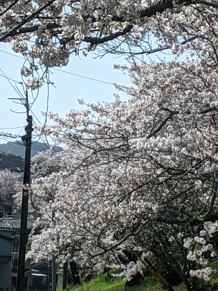 散り始めた桜。鉄道唱歌にも歌われた宮川堤。日曜の雨で大半が、散ってしまうかな。