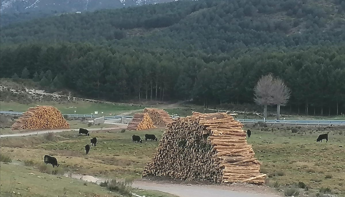 naturalezacyl's tweet image. 🐮🐮 Bosques y ganado no son incompatibles, sino complementarios. La #ganaderíaextensiva necesita de los montes; se puede producir a la vez carne y #madera.

📷 #MUP 135 ‘El Colmenar’, provincia de Ávila.
