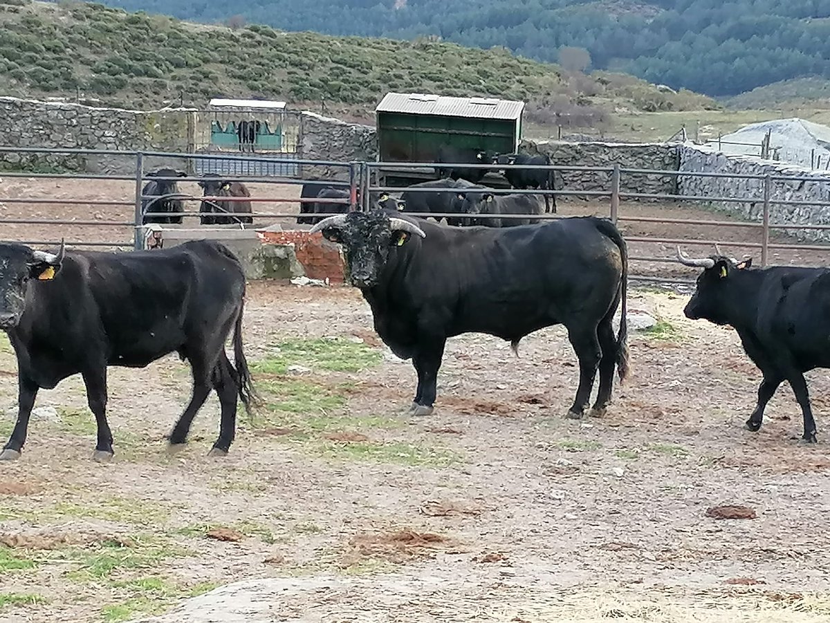 naturalezacyl's tweet image. 🐮🐮 Bosques y ganado no son incompatibles, sino complementarios. La #ganaderíaextensiva necesita de los montes; se puede producir a la vez carne y #madera.

📷 #MUP 135 ‘El Colmenar’, provincia de Ávila.