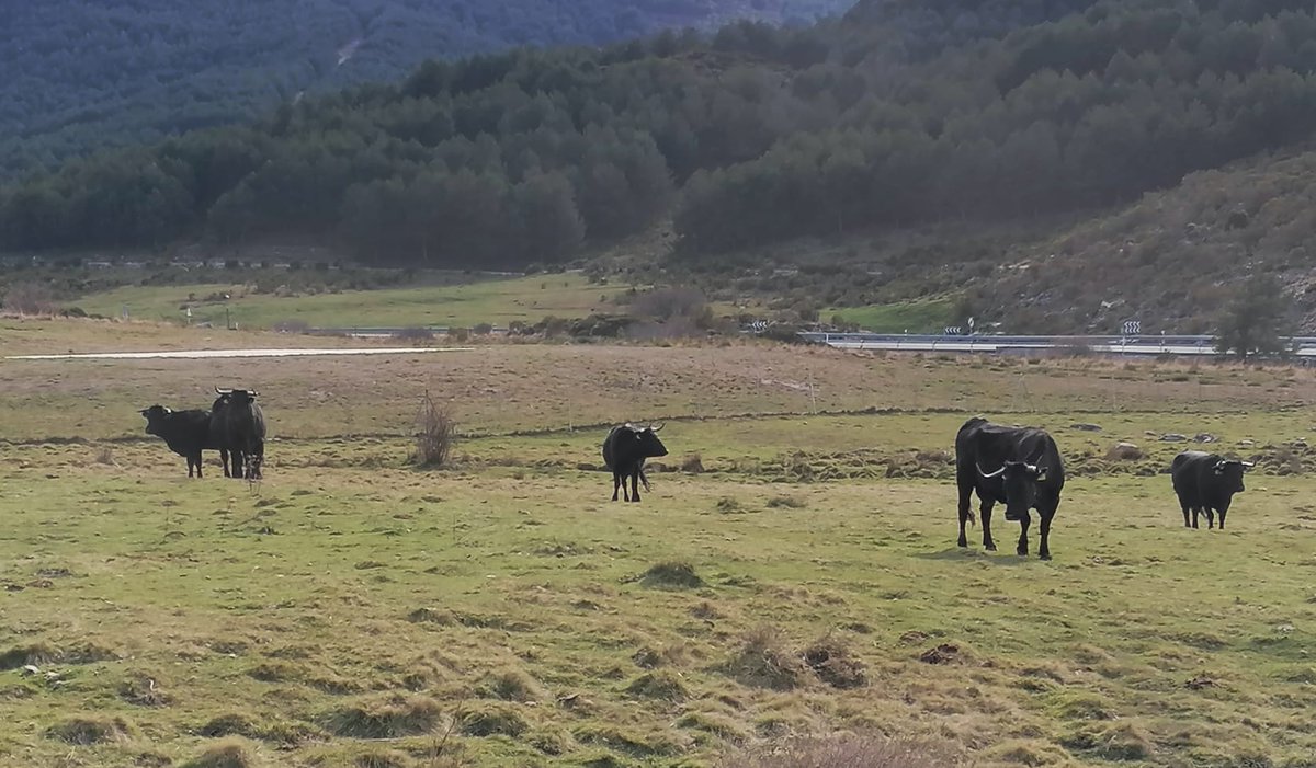 naturalezacyl's tweet image. 🐮🐮 Bosques y ganado no son incompatibles, sino complementarios. La #ganaderíaextensiva necesita de los montes; se puede producir a la vez carne y #madera.

📷 #MUP 135 ‘El Colmenar’, provincia de Ávila.