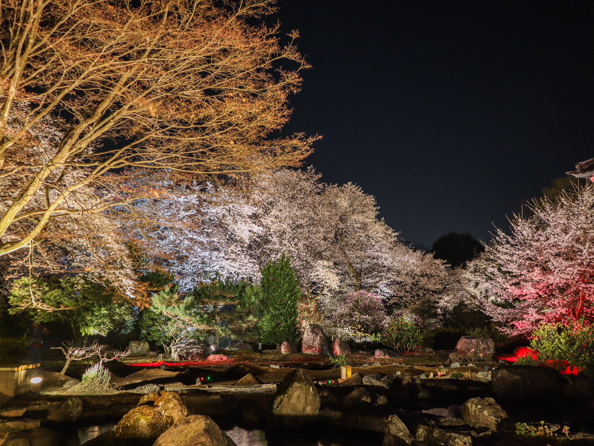 渋川市地域おこし協力隊 観光振興 夜桜ライトアップ 赤城にある福増寺さんでは ご住職 こだわり の 夜桜ライトアップを 毎日21時まで開催しています 桜はきっとみなさんに 綺麗だと笑いかけてもらえるのを 待っています 写真はご住職おすすめの