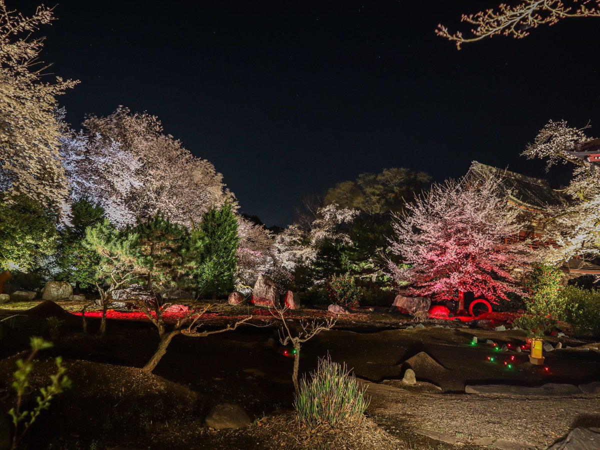 渋川市地域おこし協力隊 観光振興 夜桜ライトアップ 赤城にある福増寺さんでは ご住職 こだわり の 夜桜ライトアップを 毎日21時まで開催しています 桜はきっとみなさんに 綺麗だと笑いかけてもらえるのを 待っています 写真はご住職おすすめの