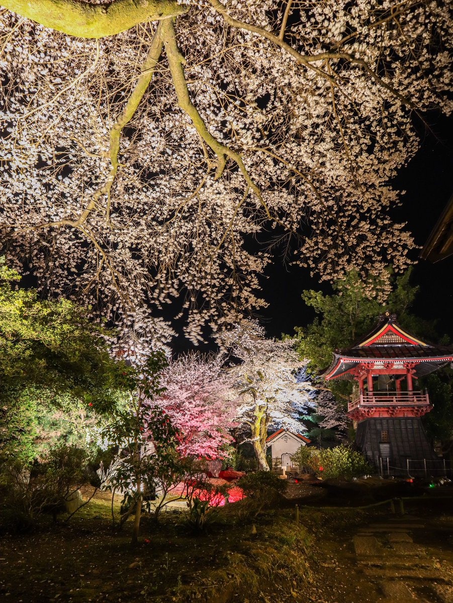 渋川市地域おこし協力隊 観光振興 夜桜ライトアップ 赤城にある福増寺さんでは ご住職 こだわり の 夜桜ライトアップを 毎日21時まで開催しています 桜はきっとみなさんに 綺麗だと笑いかけてもらえるのを 待っています 写真はご住職おすすめの