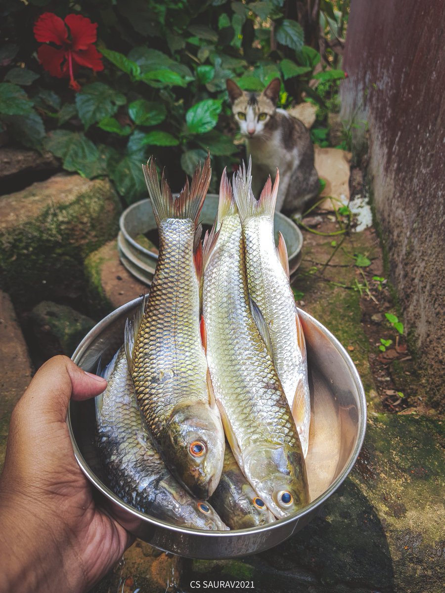 saurav_cs's tweet photo. ମିରିକାଳି ମାଛ ଆଉ ଆମ ଯମୁନା।
ମାଛ କଟା ହେଲା ବେଳେ ବାସ୍ନା ପାଇ କୋଉଠି ଥିଲା ଦୋଉଡି ଆସିଛି ବାଡ଼ି ପଟକୁ।😂
#ମିରିକାଳି
#ମାଛ
#csphotography https://t.co/ajYw0xWgfO