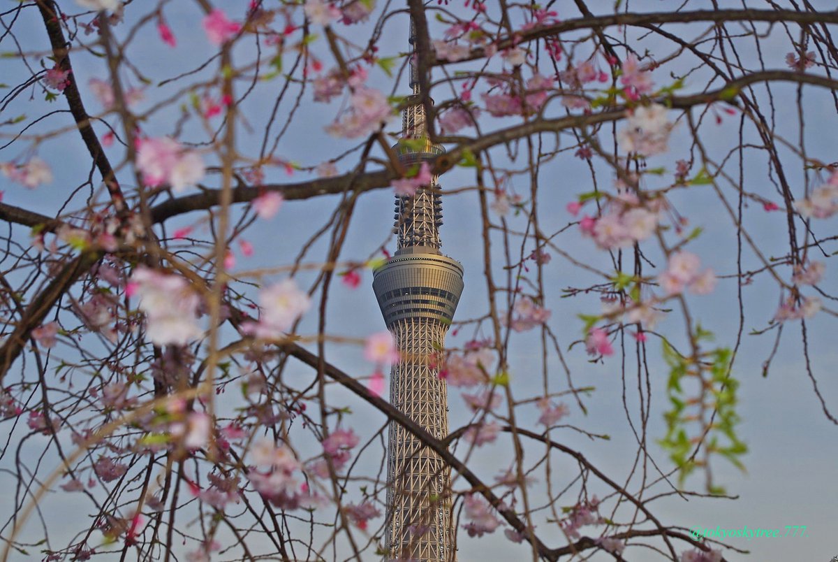 Shinya 浅草 空 V Twitter 21年 3月29日 築山 隅田公園 浅草 桜 しだれ桜 東京スカイツリー ライトアップ 17時45分 夕暮れ Shinya 浅草 空 V Twitter 21年 3月29日 築山 隅田公園 浅草 桜 しだれ桜 東京スカイツリー ライトアップ 17時45分 夕暮れ