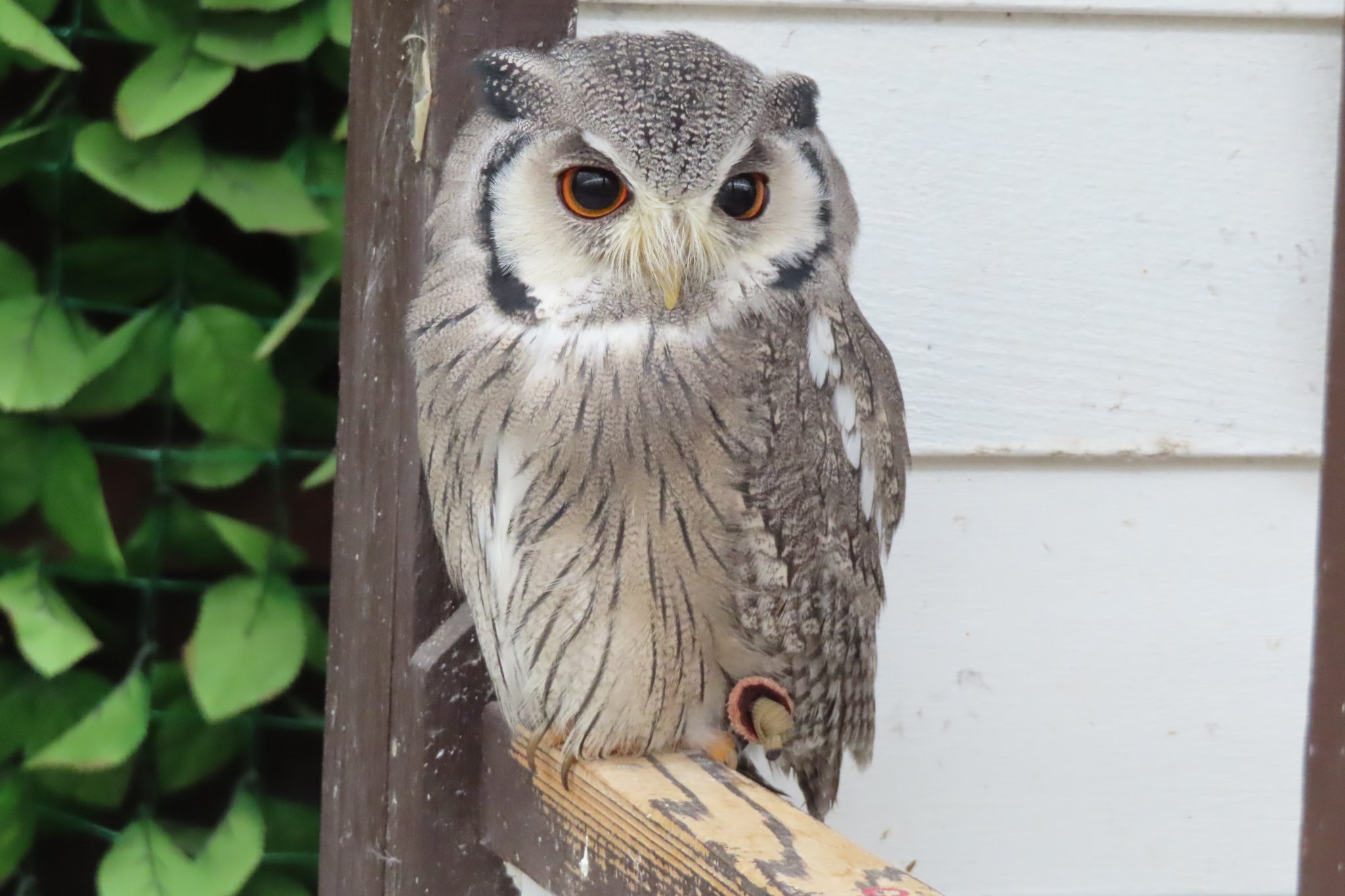 ヒナハジメ アフリカオオコノハズク フクロウ科フクロウ属で ミミズクの仲間 アフリカ南部に生息 コノハズクの中では大型だが フクロウ全体では小さい部類 体を細めて枝に擬態 羽を広げて威嚇等激しく体を激しく変化させる しかしこれらは多大な