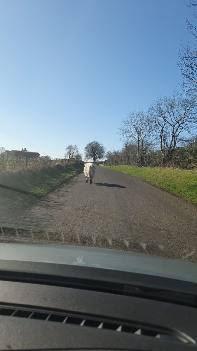 PaulaMo1729's tweet photo. Traffic jam on a postnatal visit in the country 🤣🤣🤣 #comc #lotusteam https://t.co/czuDYR8t6W