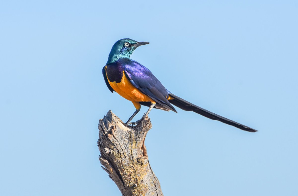 Birding_kenya's tweet photo. Golden-breasted Starling
#birds #birding #birdwatching https://t.co/dpQQ68HaoY
