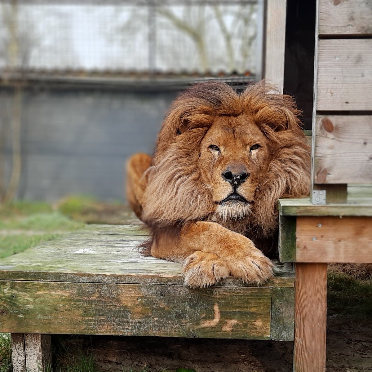 fourpawsint's tweet photo. Bobby 🦁had a tough life at the zoo known as “Europe’s worst zoo”, the Safari Park Zoo Fier in Albania.  But thanks to the intensive care 💉and love he receives at #FELIDA Big Cat Sanctuary, he became so much better. It fills our hearts ❤️ with joy to see him so happy! https://t.co/DJGlANP3Uw