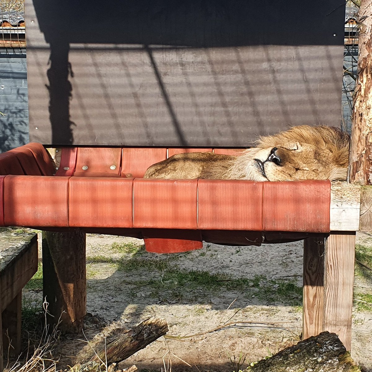 fourpawsint's tweet photo. Bobby 🦁had a tough life at the zoo known as “Europe’s worst zoo”, the Safari Park Zoo Fier in Albania.  But thanks to the intensive care 💉and love he receives at #FELIDA Big Cat Sanctuary, he became so much better. It fills our hearts ❤️ with joy to see him so happy! https://t.co/DJGlANP3Uw