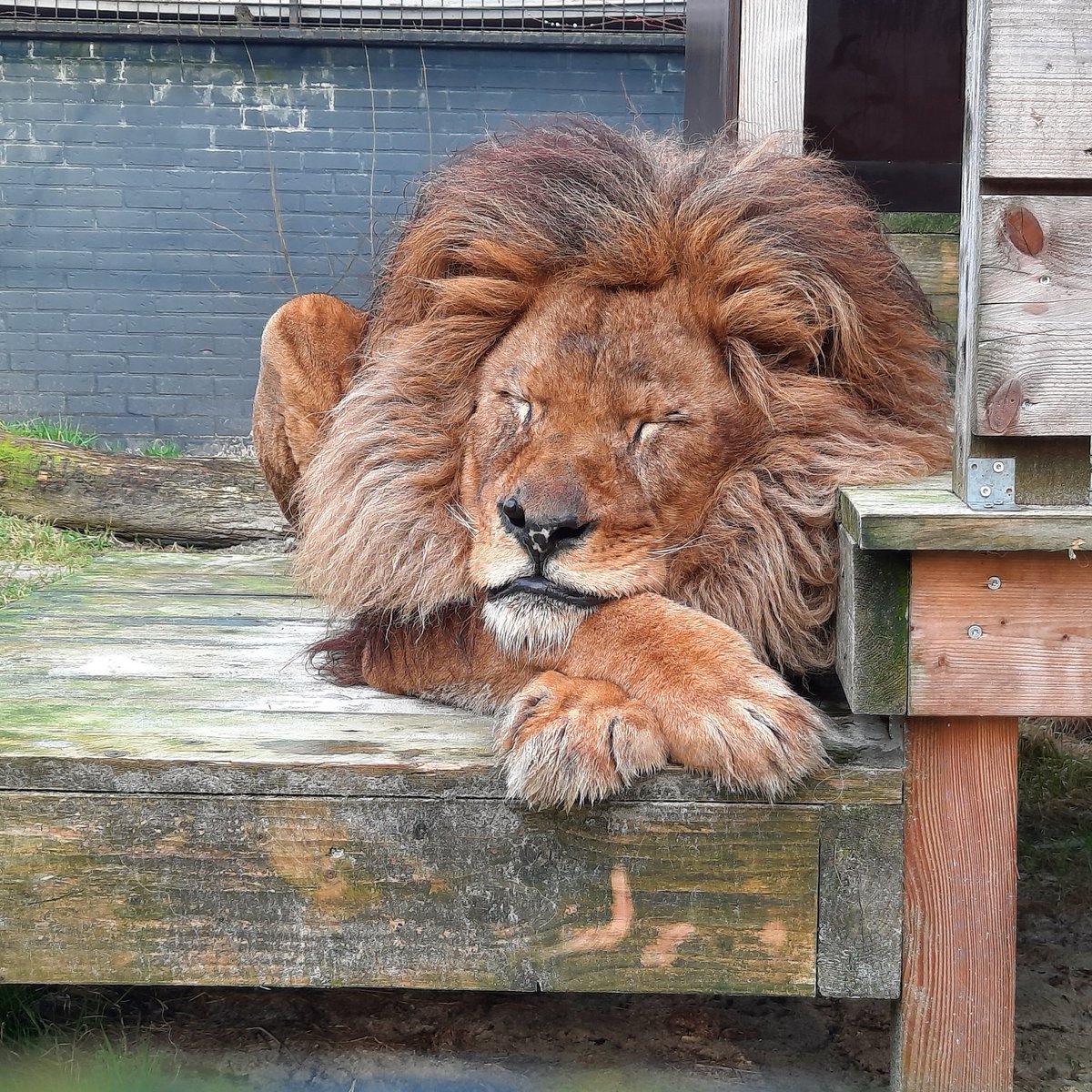fourpawsint's tweet photo. Bobby 🦁had a tough life at the zoo known as “Europe’s worst zoo”, the Safari Park Zoo Fier in Albania.  But thanks to the intensive care 💉and love he receives at #FELIDA Big Cat Sanctuary, he became so much better. It fills our hearts ❤️ with joy to see him so happy! https://t.co/DJGlANP3Uw
