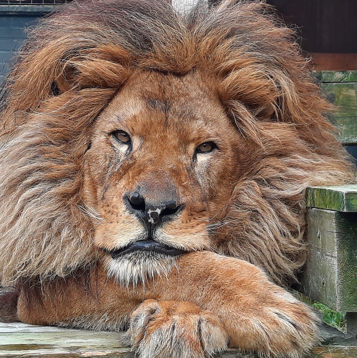 fourpawsint's tweet photo. Bobby 🦁had a tough life at the zoo known as “Europe’s worst zoo”, the Safari Park Zoo Fier in Albania.  But thanks to the intensive care 💉and love he receives at #FELIDA Big Cat Sanctuary, he became so much better. It fills our hearts ❤️ with joy to see him so happy! https://t.co/DJGlANP3Uw