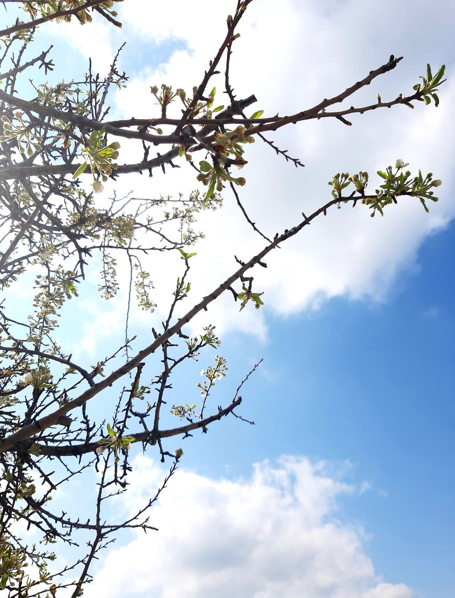 Voglio stare dentro un paesaggio
e guardarlo piano piano
nei suoi particolari
celestiali e inesperti
con meraviglia meraviglia. 

Chandra Livia Candiani

#PocheParole #CasaLettori @LibriAmati #2aprile #poesiaitaliana