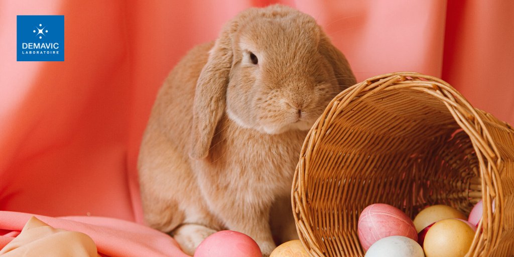 DEMAVICLab's tweet photo. Attention ! Le #chocolat est dangereux pour la santé de votre boule de poils 🍫 : https://t.co/Ffj20rea8R

Toute l'équipe DEMAVIC vous souhaite de passer un excellent weekend de #Pâques ! 😀

#Paques #Paques2021 #Chien #chat #lapin #animauxdecompagnie https://t.co/6hBuOXTe4J