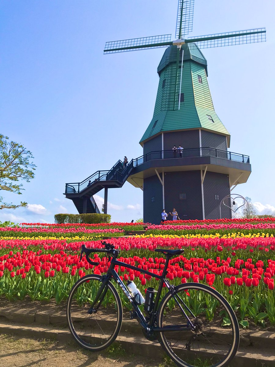 His Cycle オランダ と錯覚してしまいそうになるぐらいチューリップと風車が絵になる場所です りんりんロードに来たら立ち寄りをオススメします 霞ヶ浦総合公園 りんりんロード His Cycle オランダ と錯覚してしまいそうになるぐらいチューリップと風車が絵になる場所です りんりんロードに来たら立ち寄りをオススメします 霞ヶ浦総合公園 りんりんロード