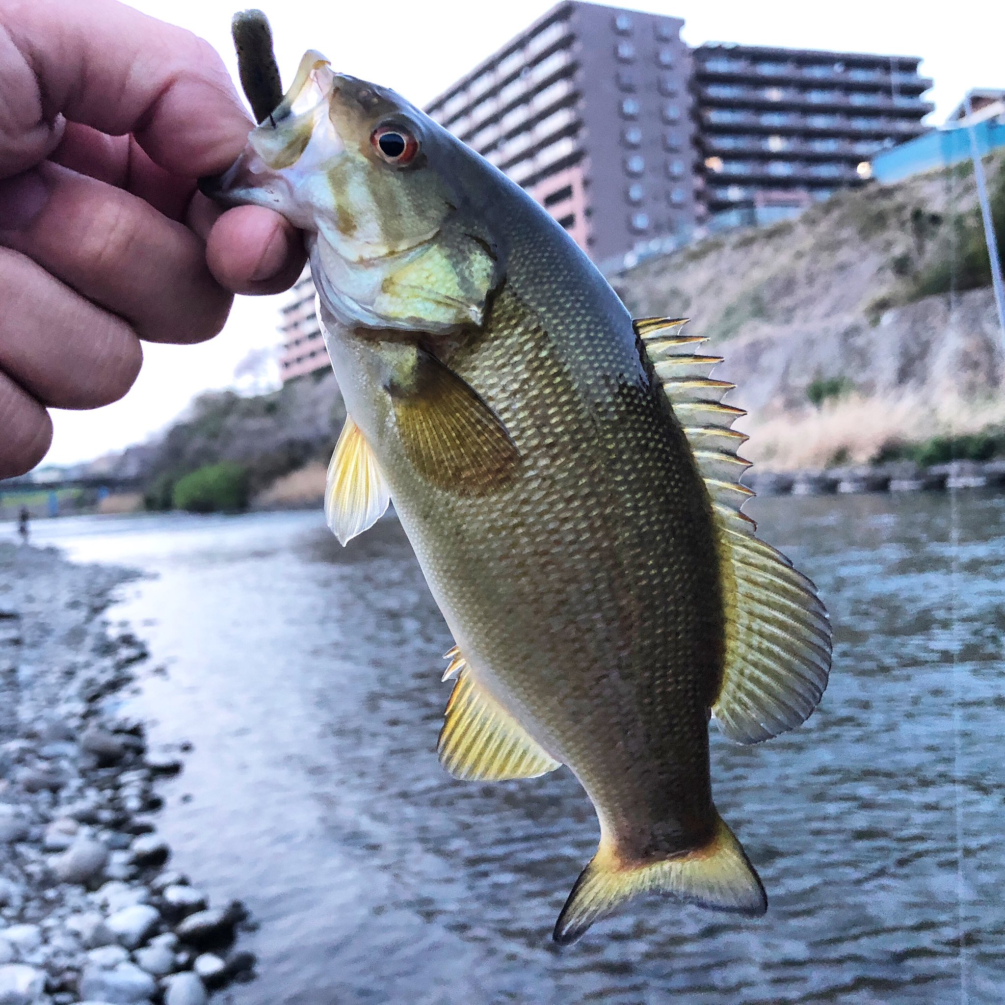 えいじ 綺麗な魚体 Tulala ツララ ナマズ ナマズ釣り グリッサンド56 グリッサンド77 烏川 烏川スモール スモールマウスバス スモールマウスバス T Co Oqvkobtuw8 Twitter