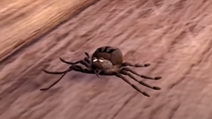 ChurchTerkel's tweet photo. Happy Save a Spider Day! 🕷️🕸️
Be extra careful to be nice to these little guys today! https://t.co/DQnnovdvo4