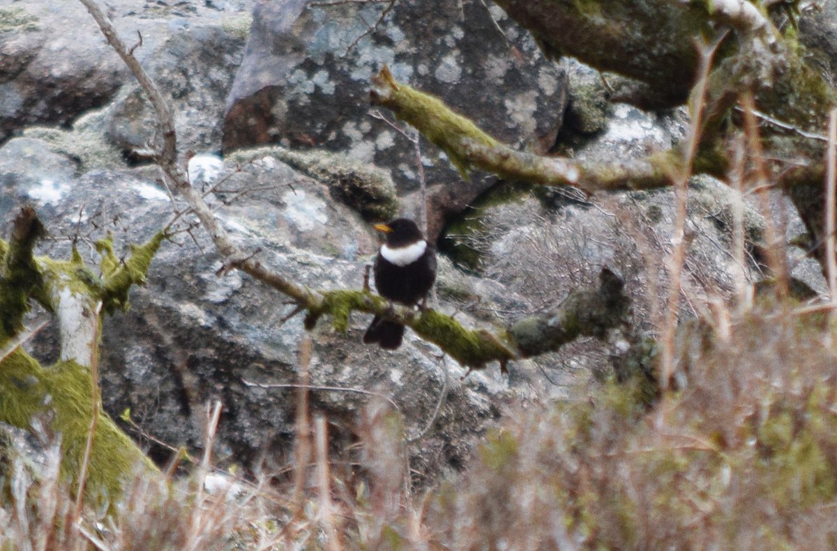 Mighty pleased to spot my first ring ouzel of the season on Dartmoor this morning - a migrant mountain blackbird that has declined over recent years to become a perilously rare breeding species here. #Dartmoor #ringouzel