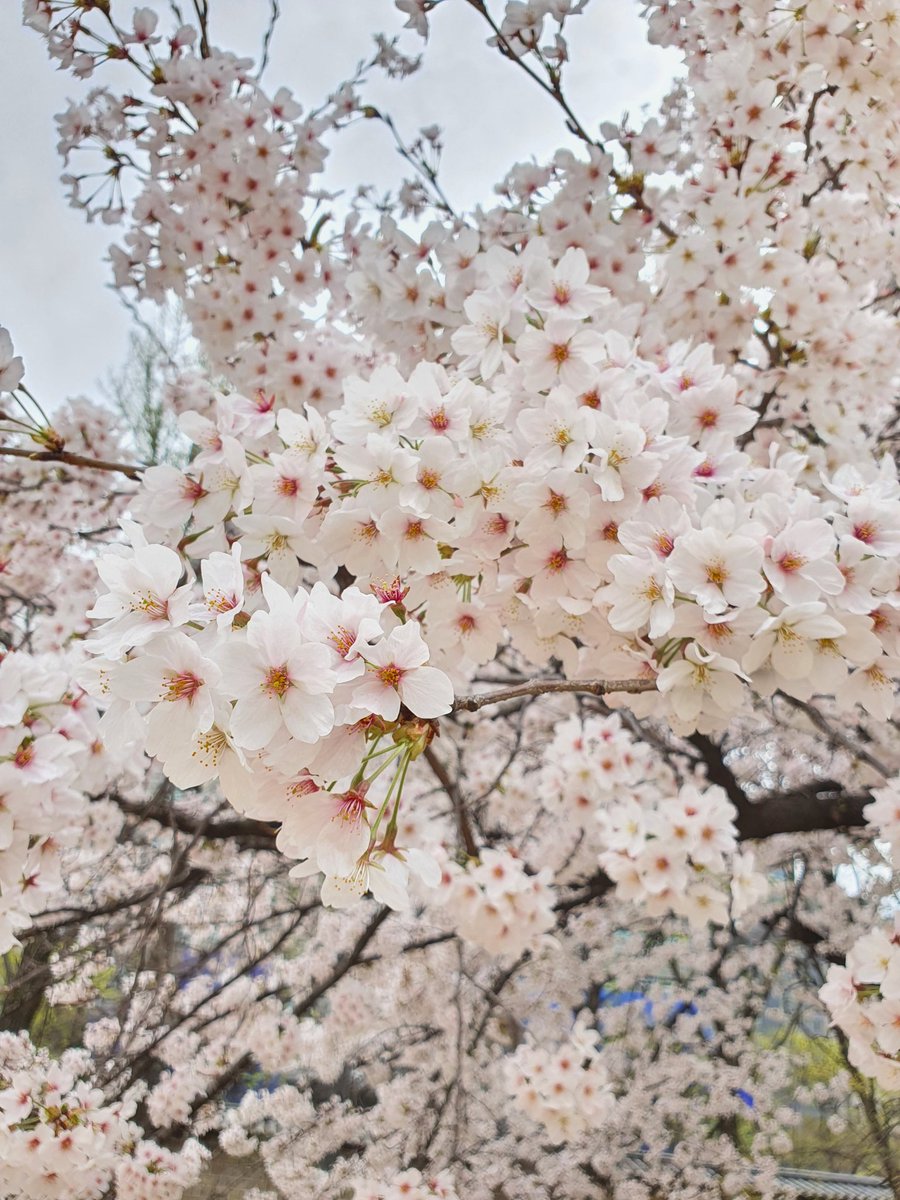 원필아 나도 오늘 꽃 봤어 🌸
