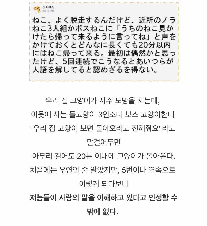 allmyheart319's tweet photo. 우리 집 고양이가 자주 도망을 치는데 https://t.co/iEmLqlttPn