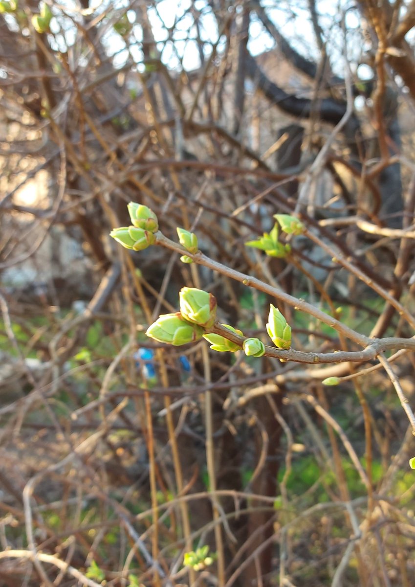WarszawskiBlog's tweet photo. Oznaki wiosny☺🌱 Signs of spring☺🌱 #wiosna #pąki #kwiaty #przebiśniegi #zielony #biały #żółty #niebieski #wiosnawwarszawie #Warszawa #spring #buds #flowers #snowdrops #green #white #yellow #blue #springinwarsaw #Warsaw https://t.co/2DcIocVOYU