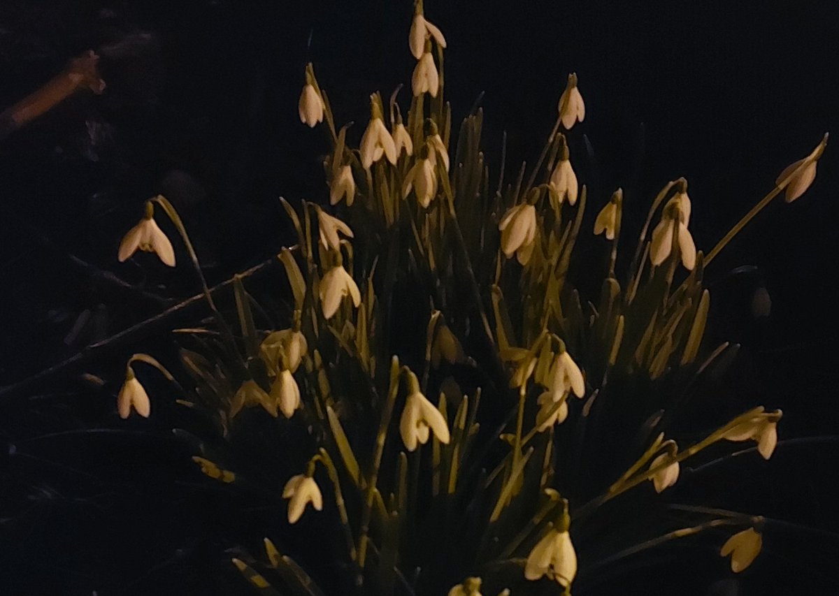 WarszawskiBlog's tweet photo. Oznaki wiosny☺🌱 Signs of spring☺🌱 #wiosna #pąki #kwiaty #przebiśniegi #zielony #biały #żółty #niebieski #wiosnawwarszawie #Warszawa #spring #buds #flowers #snowdrops #green #white #yellow #blue #springinwarsaw #Warsaw https://t.co/2DcIocVOYU