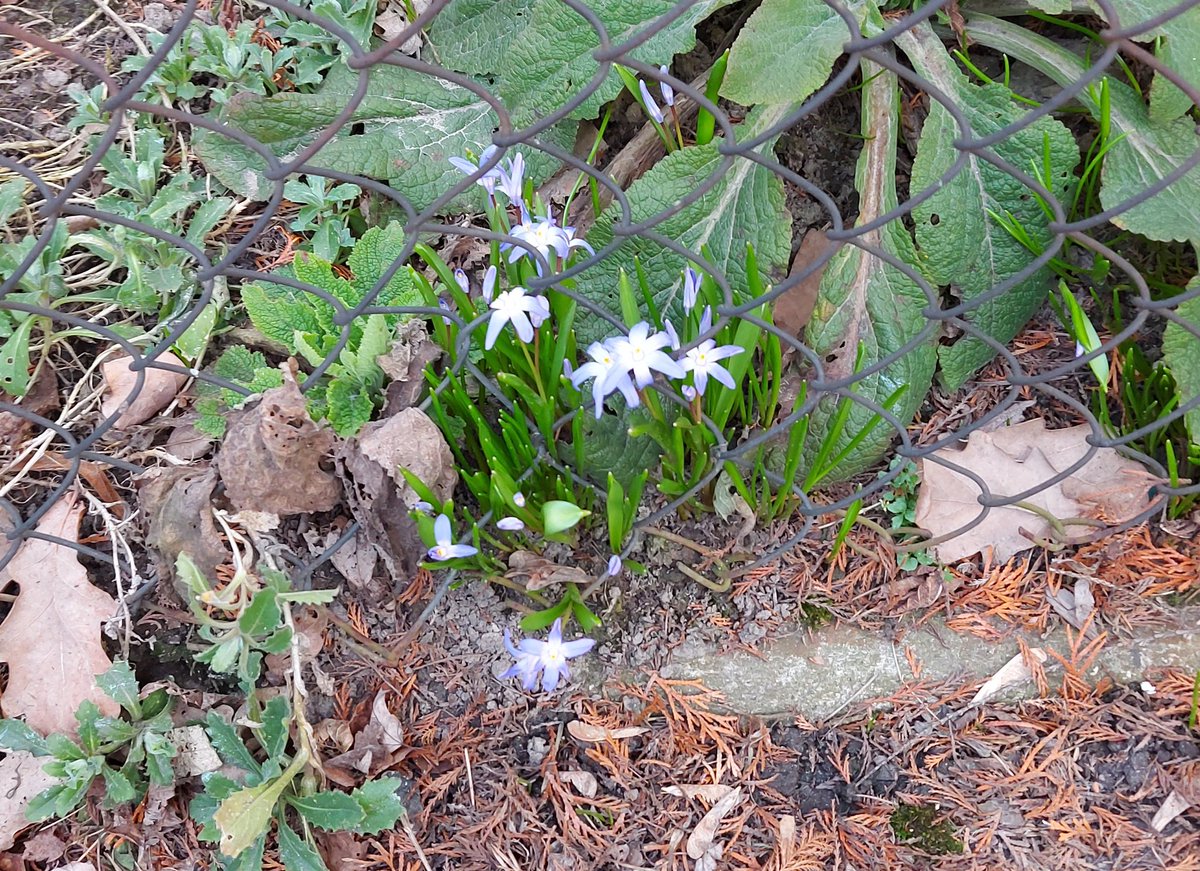 WarszawskiBlog's tweet photo. Oznaki wiosny☺🌱 Signs of spring☺🌱 #wiosna #pąki #kwiaty #przebiśniegi #zielony #biały #żółty #niebieski #wiosnawwarszawie #Warszawa #spring #buds #flowers #snowdrops #green #white #yellow #blue #springinwarsaw #Warsaw https://t.co/2DcIocVOYU
