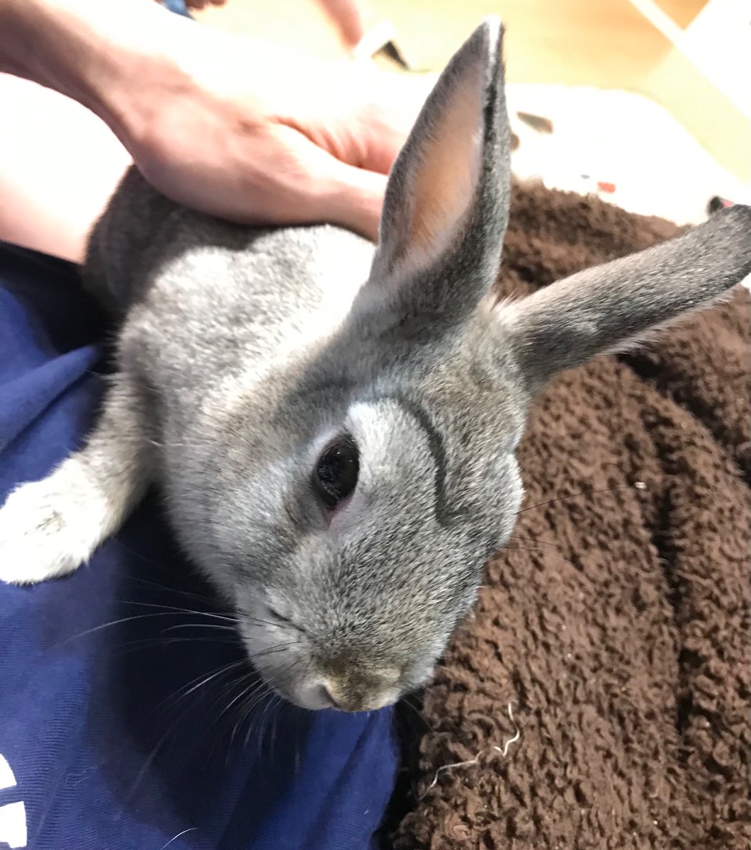 おもしろ動物 おもしろ動物
