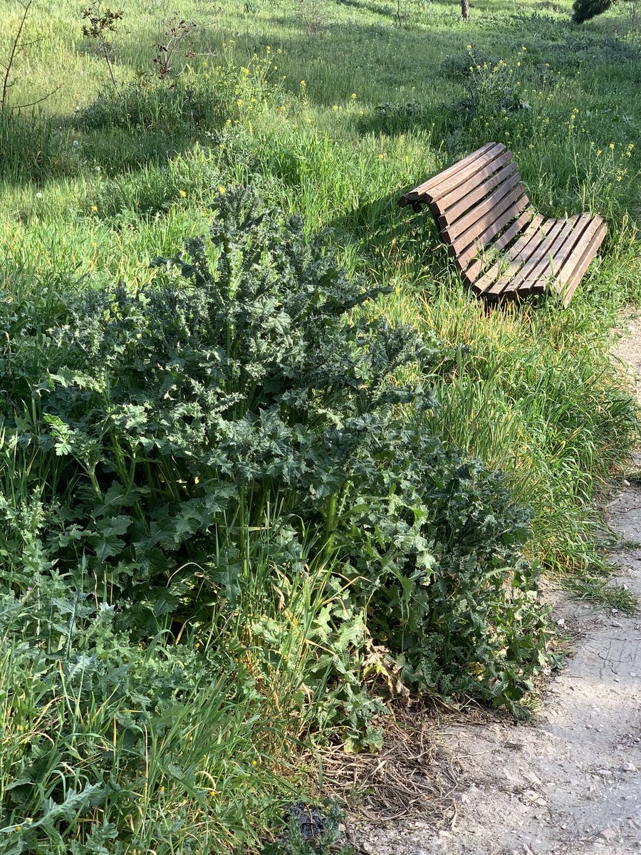 Y ya de paso, si no es mucho pedir, que adecenten un poco la selva, con dejarla en categoría de bosque es suficiente.

¡Gracias <a href="/MCasariegoCor/">Martín Casariego</a> <a href="/AlmeidaPP_/">José Luis Martínez-Almeida</a> <a href="/begonavillacis/">Begoña Villacís</a>!
