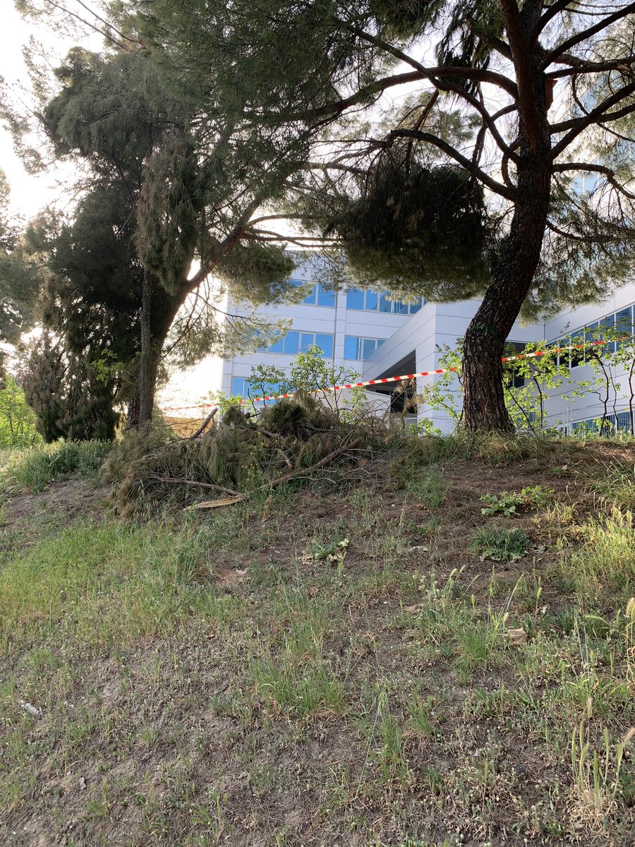 AQuijanoElBueno's tweet photo. @Lineamadrid ¿pueden pasar a retirar los restos de Filomena o esperamos a que se junten con la siguiente? En la selva (más que parque es una selva) de la c/ Navaridas y c/ Nanclares de Oca. @BarrioDeRejas @BarrioLasRejas @MCasariegoCor @BCanillejas https://t.co/34lnJ7bpu0