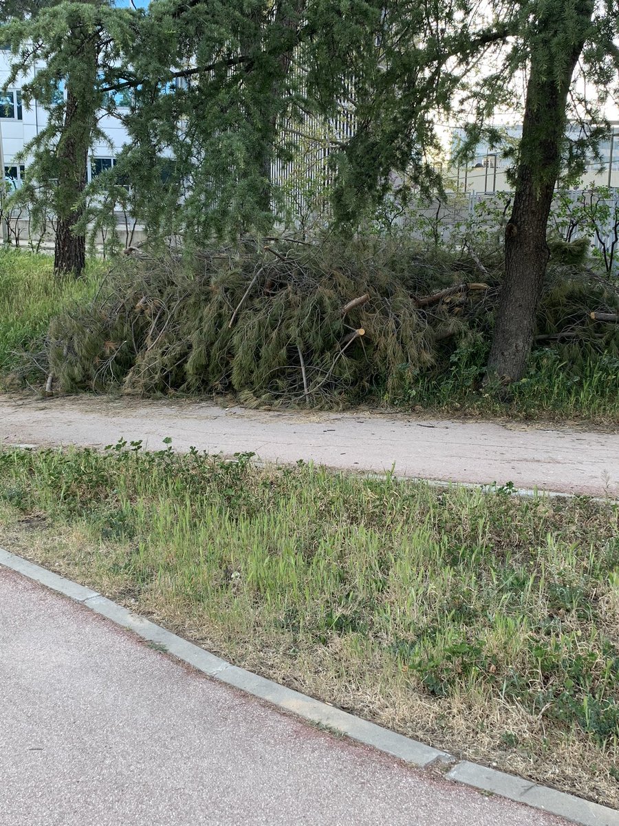 <a href="/Lineamadrid/">Línea Madrid</a> ¿pueden pasar a retirar los restos de Filomena o esperamos a que se junten con la siguiente? En la selva (más que parque es una selva) de la c/ Navaridas y c/ Nanclares de Oca. @BarrioDeRejas <a href="/BarrioLasRejas/">Barrio Las Rejas</a> <a href="/MCasariegoCor/">Martín Casariego</a> @BCanillejas