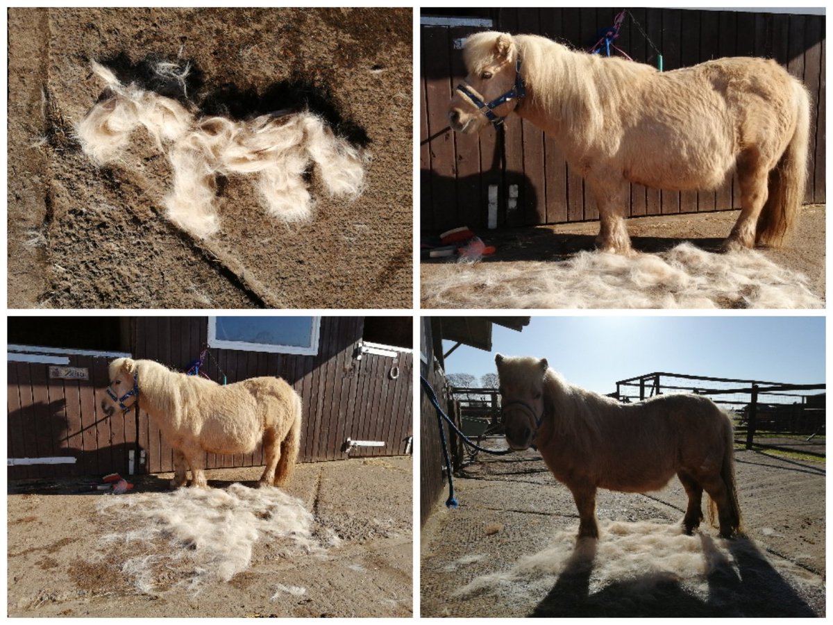 Spring has sprung and Barbie has decided today is the day to start letting her winter woollies go 🌼 #ShetlandPony #WinterWoolies #FluffyShetland #Floof
