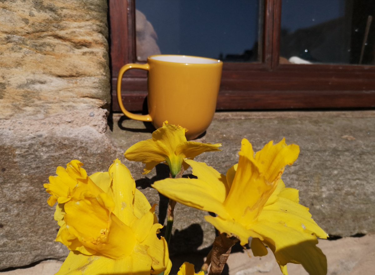 deputypics's tweet photo. A host of golden daffodils for #elevenses #getthekettleon #TakeABreak #screenbreak #wfh #virtualteaklaxon #virtualtearun #scottishmedia #prchums #Newspaperfromthekitchen
#homemadenewspapers
#i♥️newspapers (old school emoji for old gits🤣😍🤣 https://t.co/TGqm2Z536j