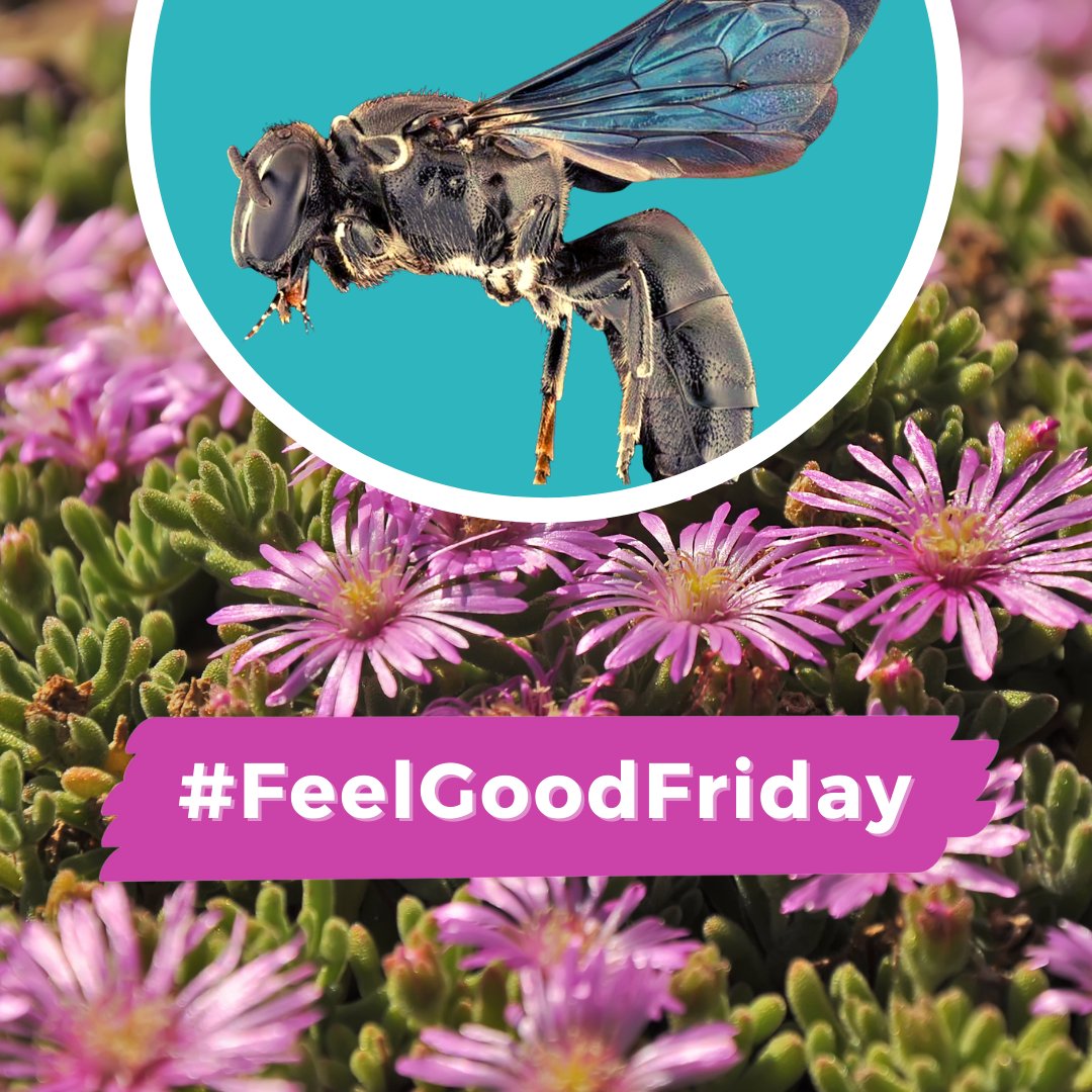 ImagineHealth's tweet image. A species of bee which hasn't been seen in 100 years has recently been rediscovered! Let's hope conservation efforts continue to protect them. We hope this buzz about the Pharohylaeus lactiferus, only native to Australia, has brought some joy to your Friday. #FeelGoodFriday