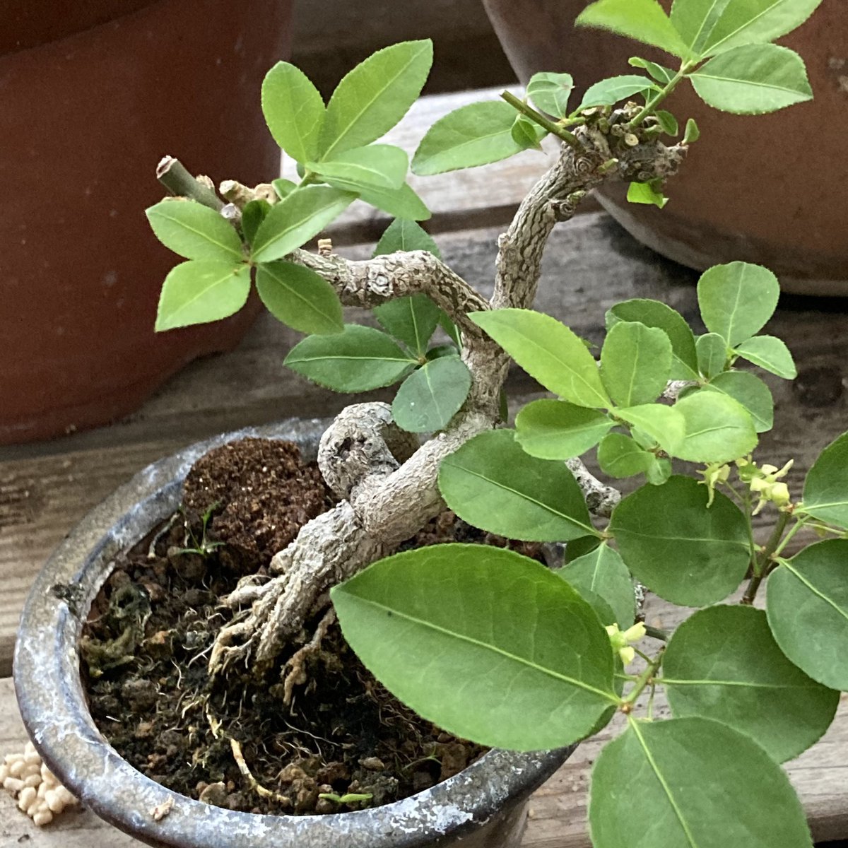 برچسب コマユミ در توییتر