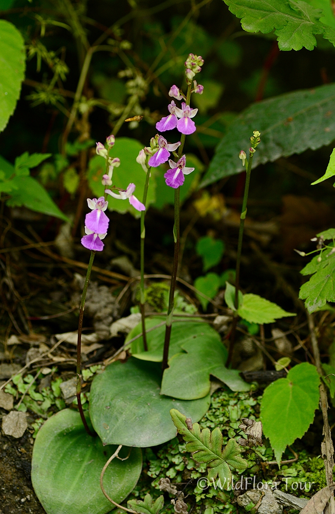 Hemipilia crassicalcarata , this orchid was found by us in Sichuan wildflowers expedition tour in June，2019.
#plants #flowers